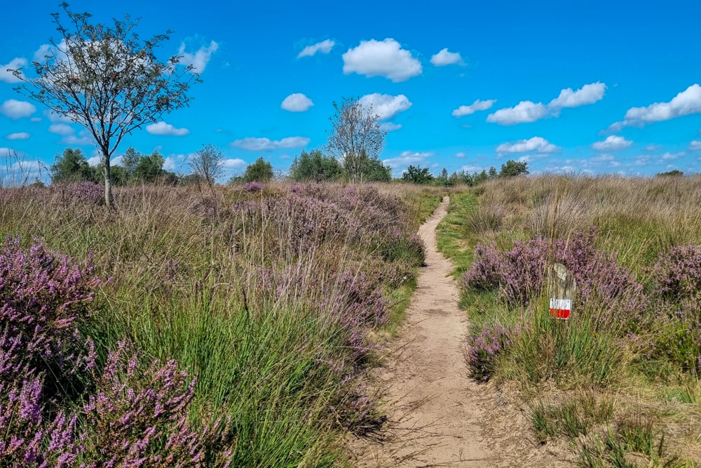 Bloeiende heide op het Dwingerlveld in de Drentse Aa
